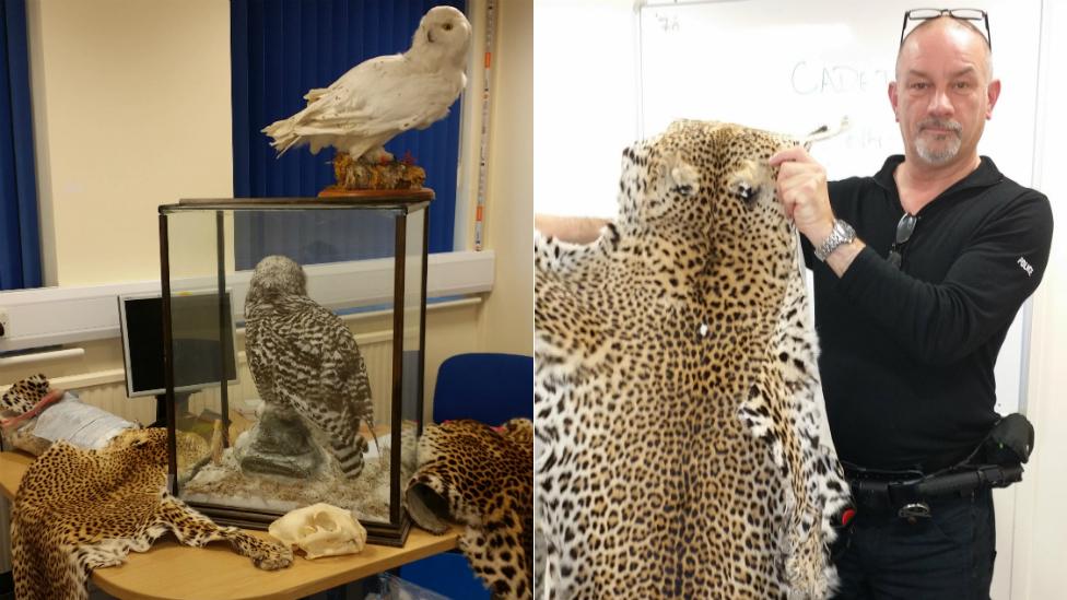 Leopard skins, cheetah skull and snowy owl traded illegally