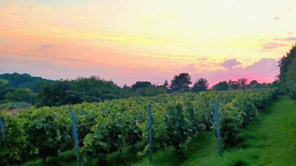 Vineyard at sunset