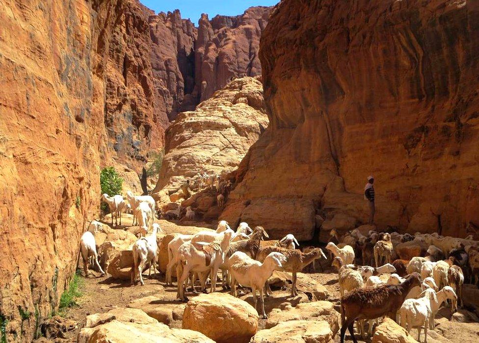 Canyon with goatherder and goats