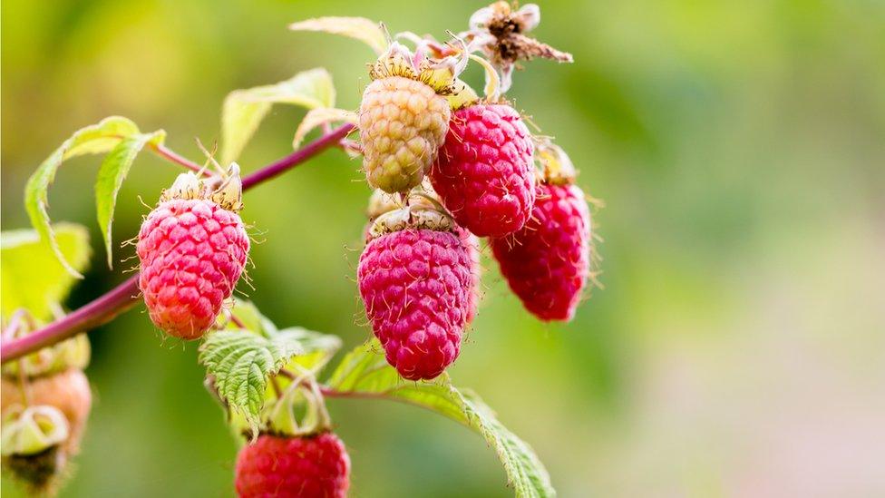 Raspberry plant