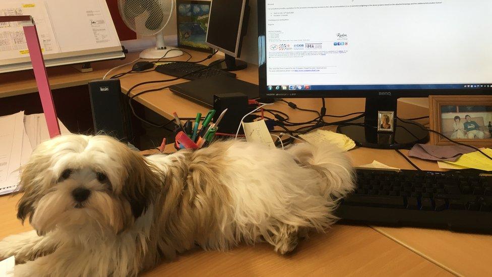 Pippa the dog sits on a desk in front of a computer screen