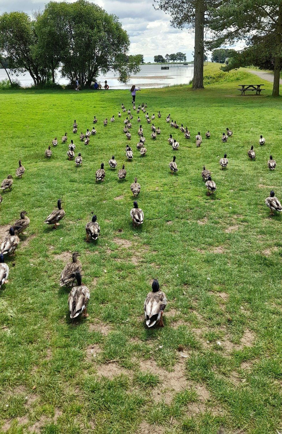 young girl running towards the water in the distance with a flock of ducks following her