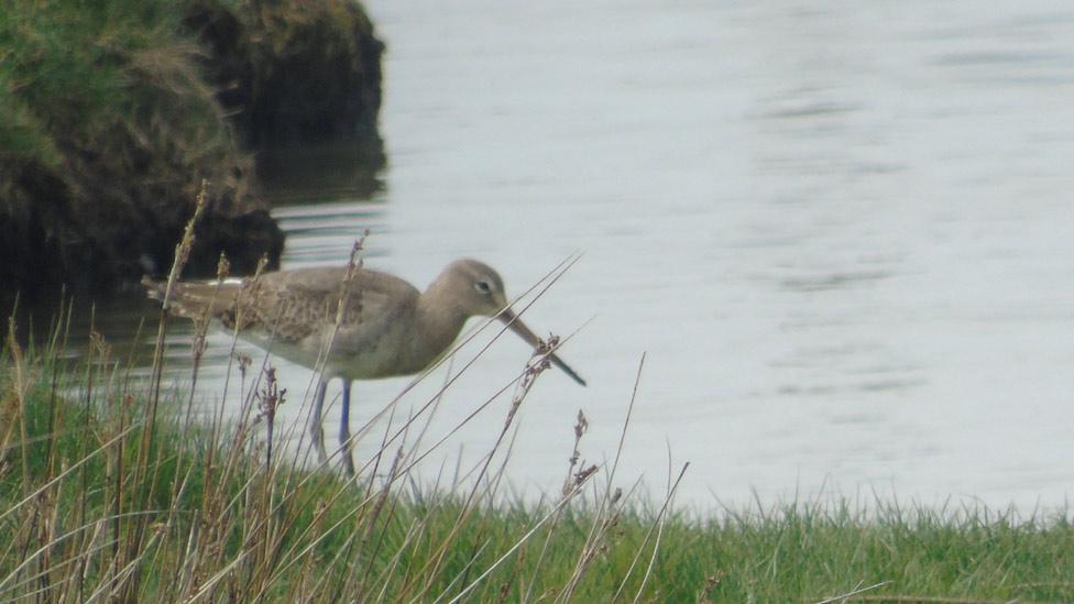 Bird near Llanelli