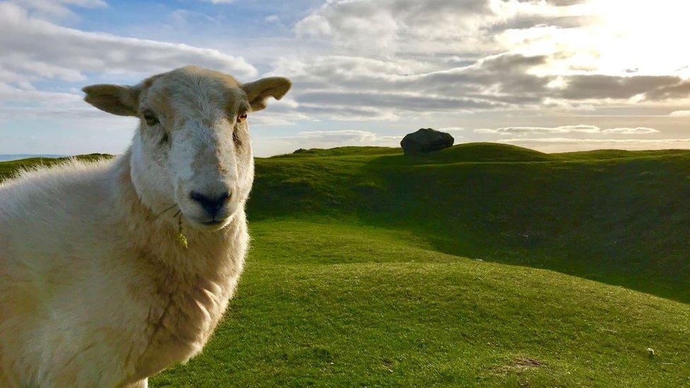 Sheep at the Blorenge near Abergavenny