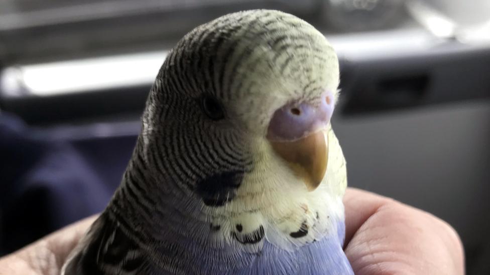 Budgie