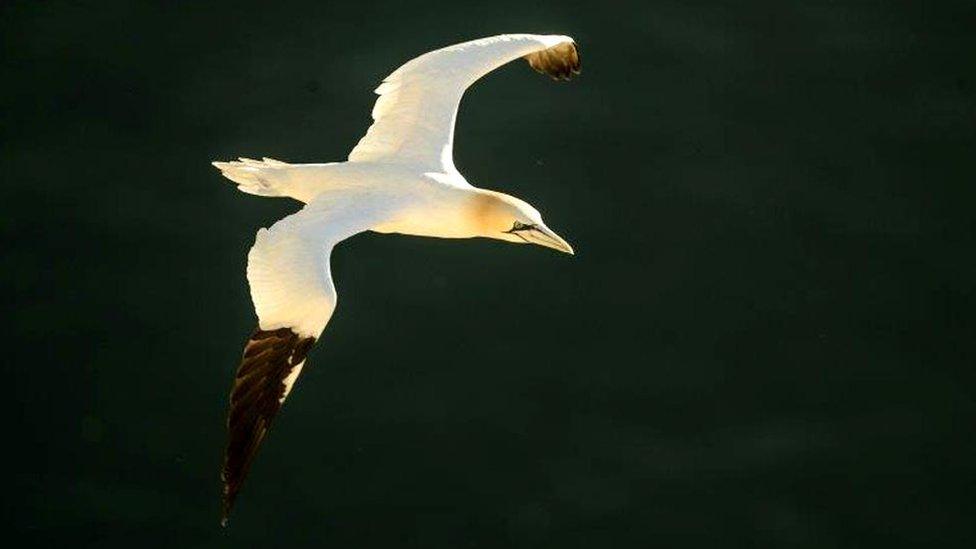 Gannet