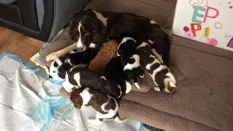 Sprocker puppies