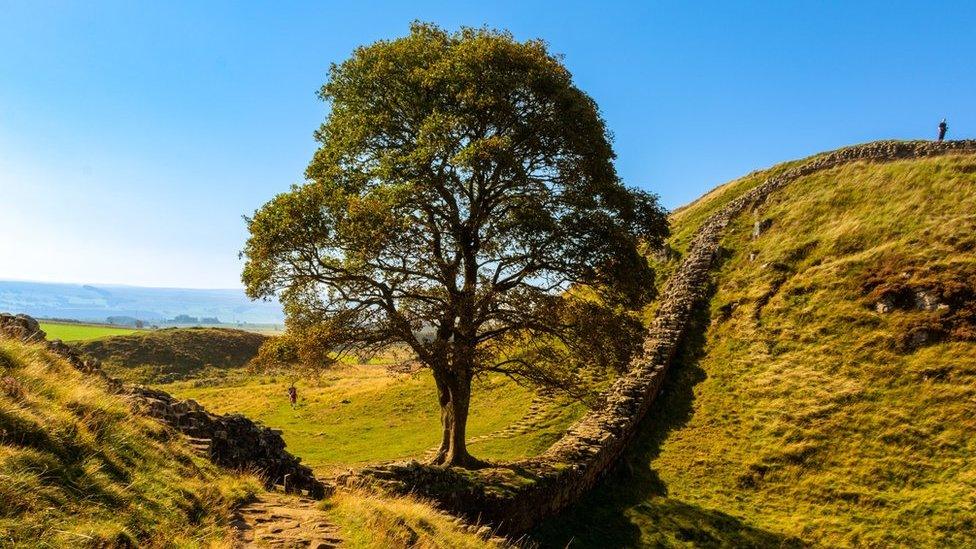 A picture of the tree before it was chopped down