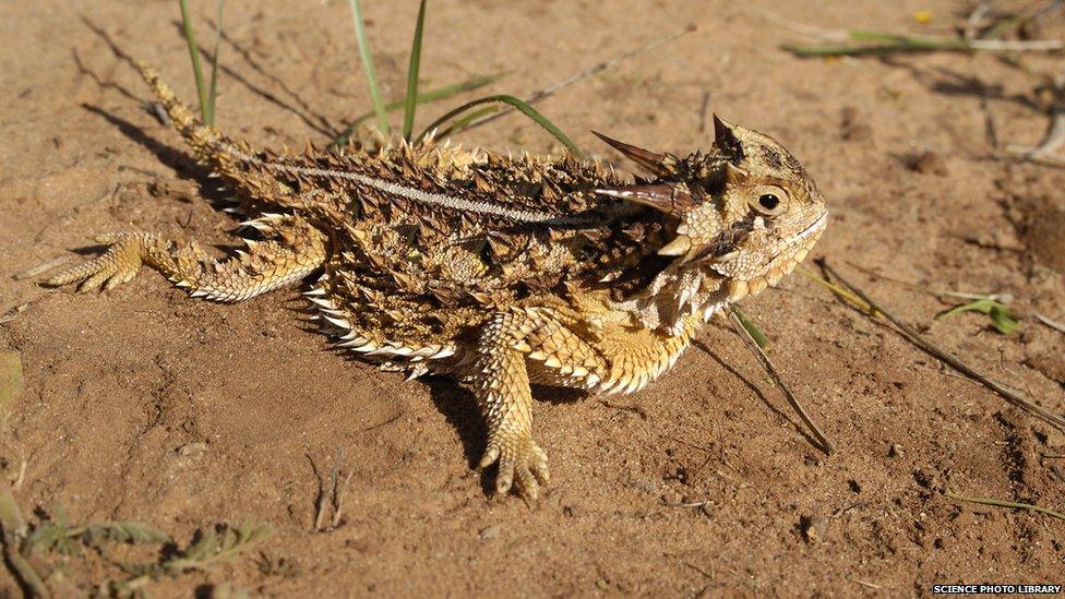 horned lizard on sand