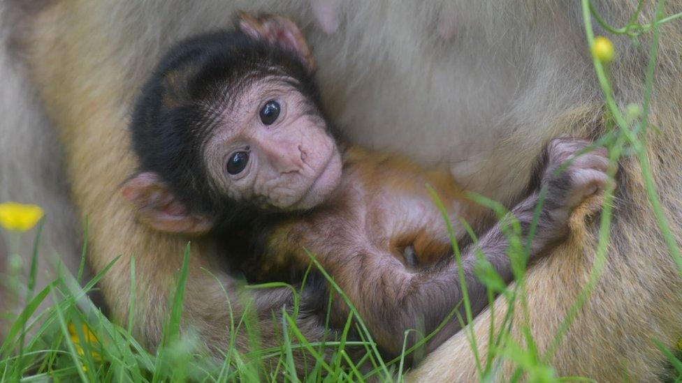 A baby macaque