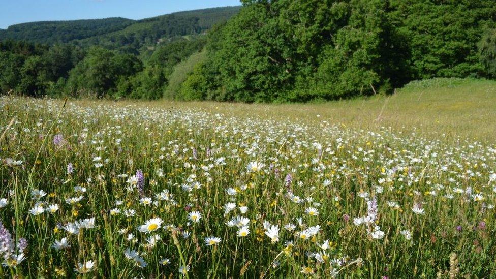 Wildflowers on a hill on Joans Hill Farm