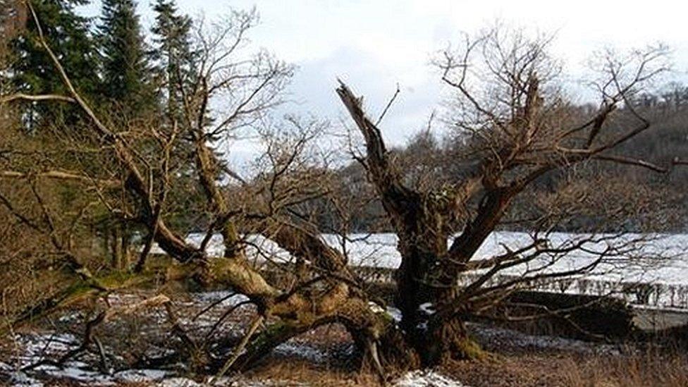 The Great Oak at the Gates of the Dead