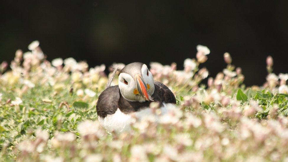 A puffin bathed in sunshine on Skomer Island, taken by Andy Johnston.