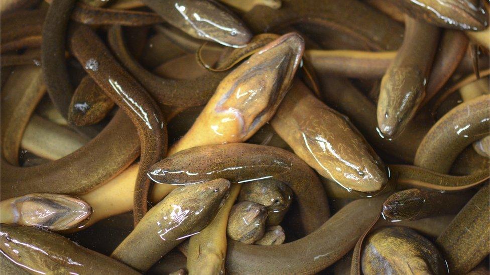 Pile of eels