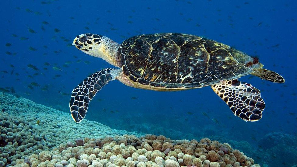 hawksbill-sea-turtle.