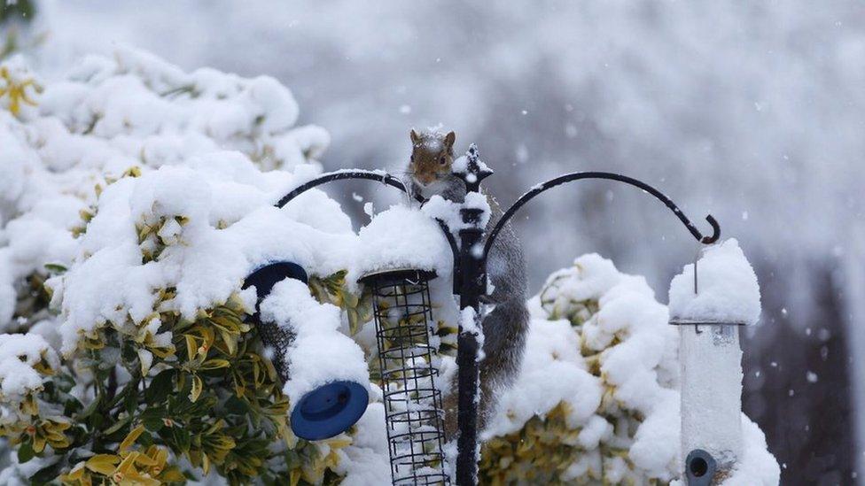 A squirrel in the snow