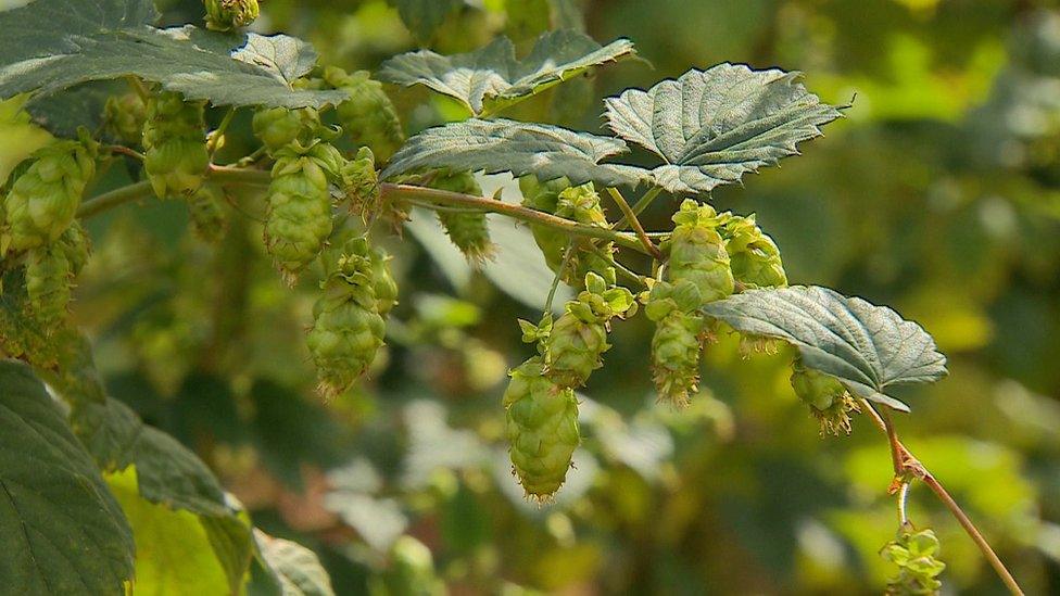 Hop plant