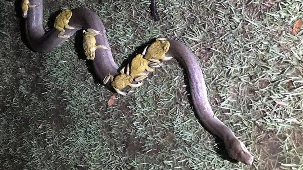 Ten cane toads riding a python in Australia