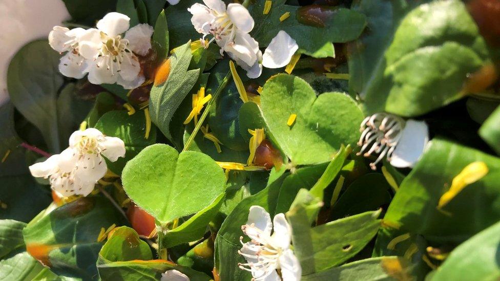 Wild leaf salad