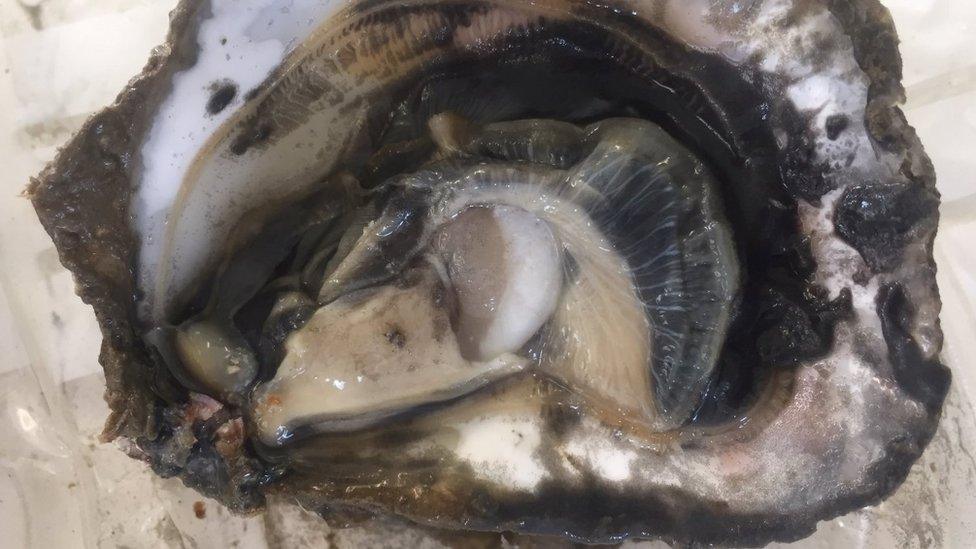 Oyster with larvae