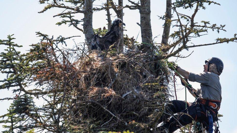 Conservationist-Justin-Grant-approaches-a-white-tailed-eagle-nest-on-the-Isle-of-Mull