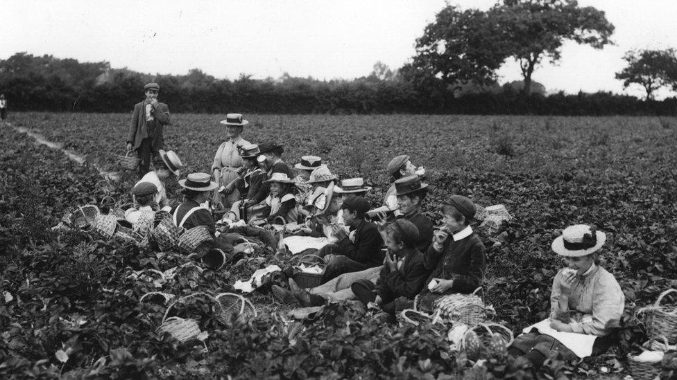 Strawberry pickers on Hampshire farm in 1900