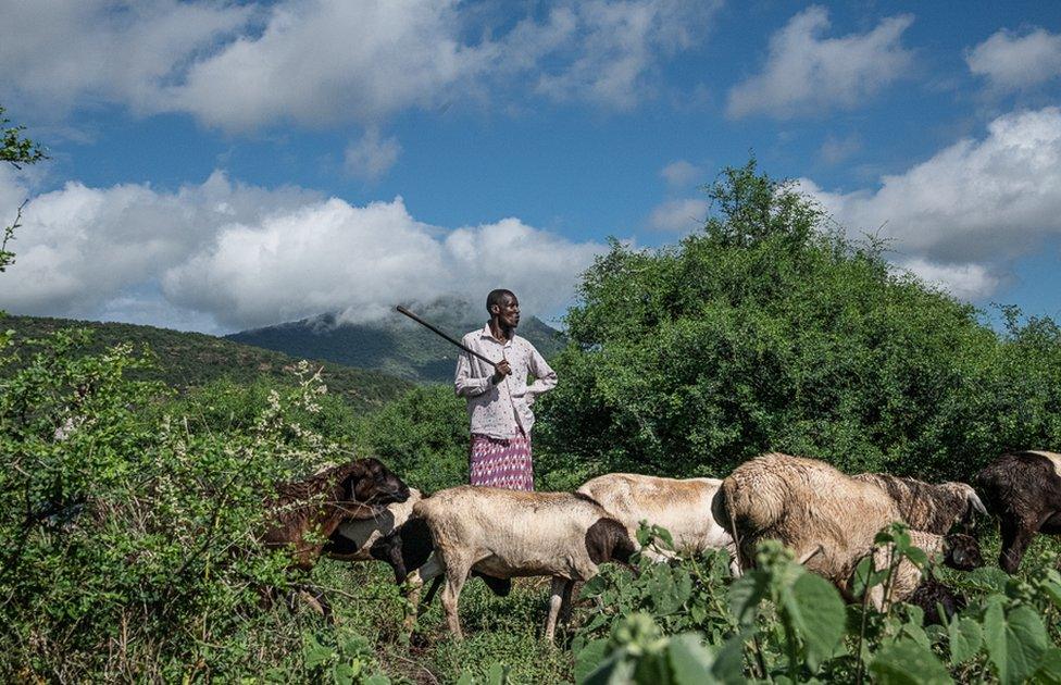 Moses Lomooria guides his goats as they graze