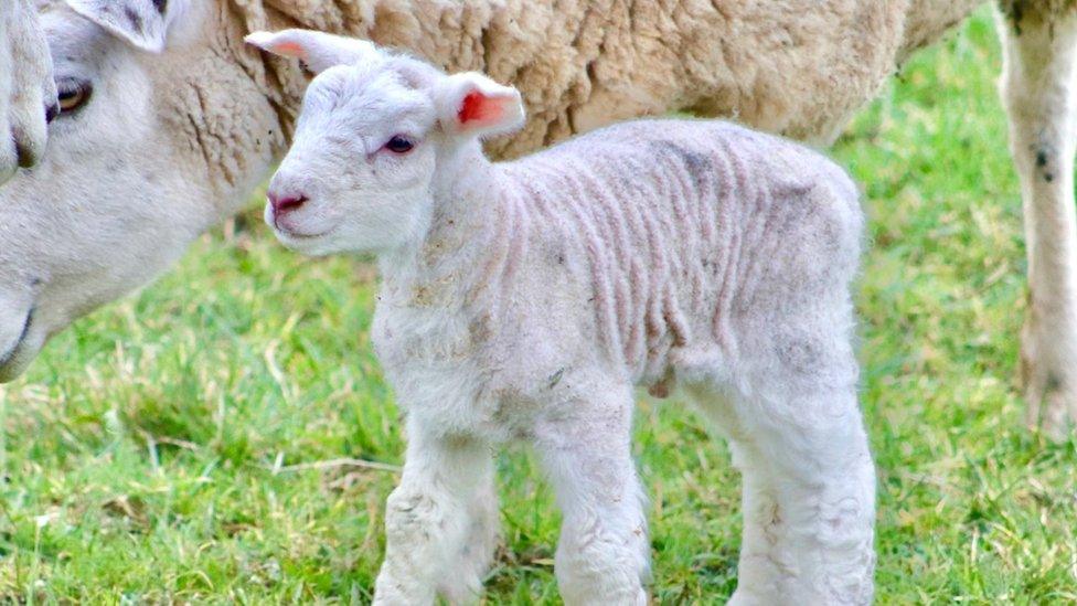 Lamb, Templepatrick