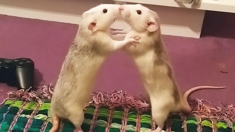 rats kissing