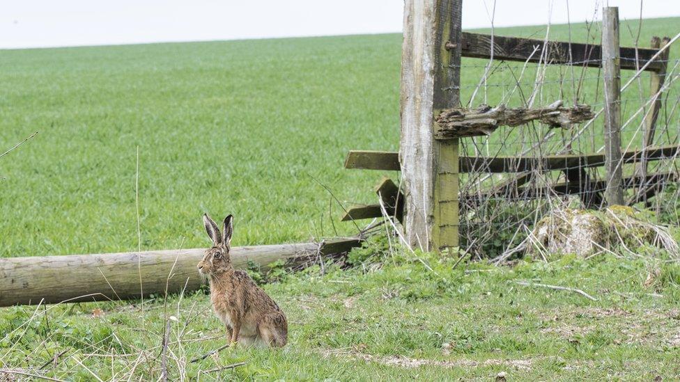 Hare, at West Ilsley