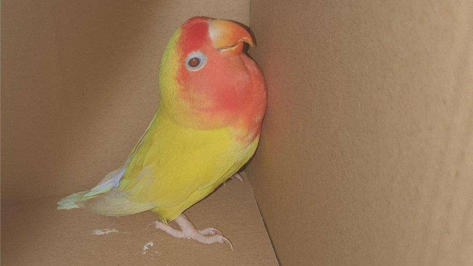 Lovebird found in Merthyr