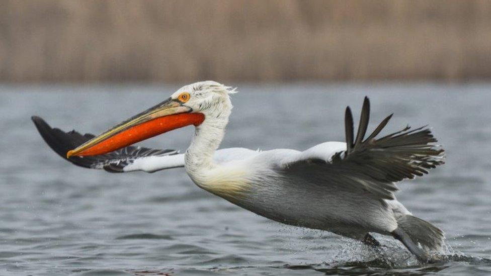 Pelican flying over water