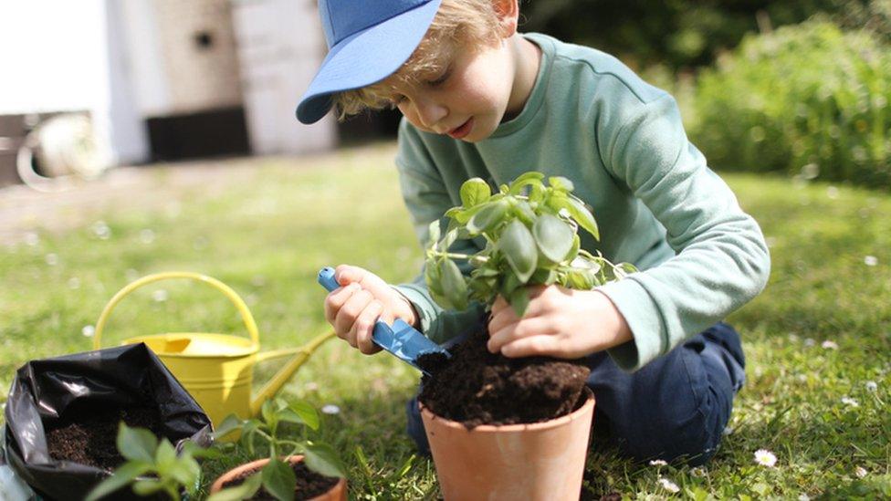 Child with basil plant