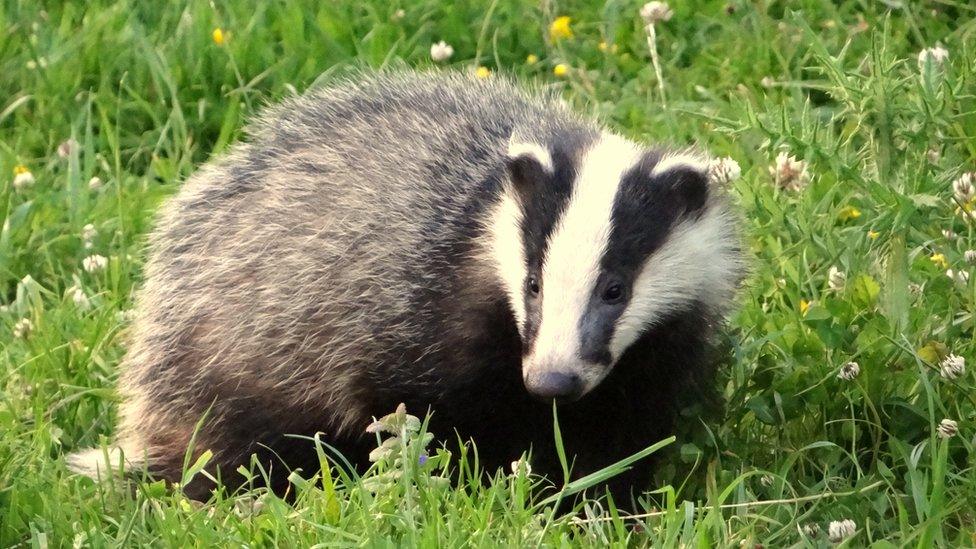 A badger standing on the grass