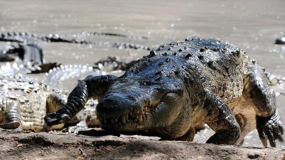 Hungry crocodiles in a concrete pool 220 km north of Tegucigalpa on November 1, 2015.