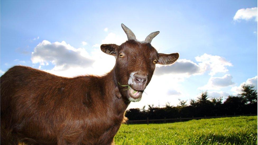 A goat chewing grass