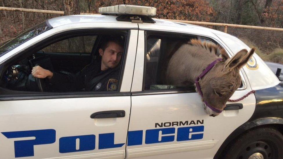Donkey in a car