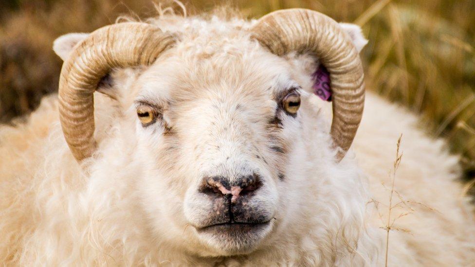 A close up of an angry looking ram