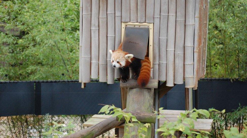 Sunny, in her enclosure