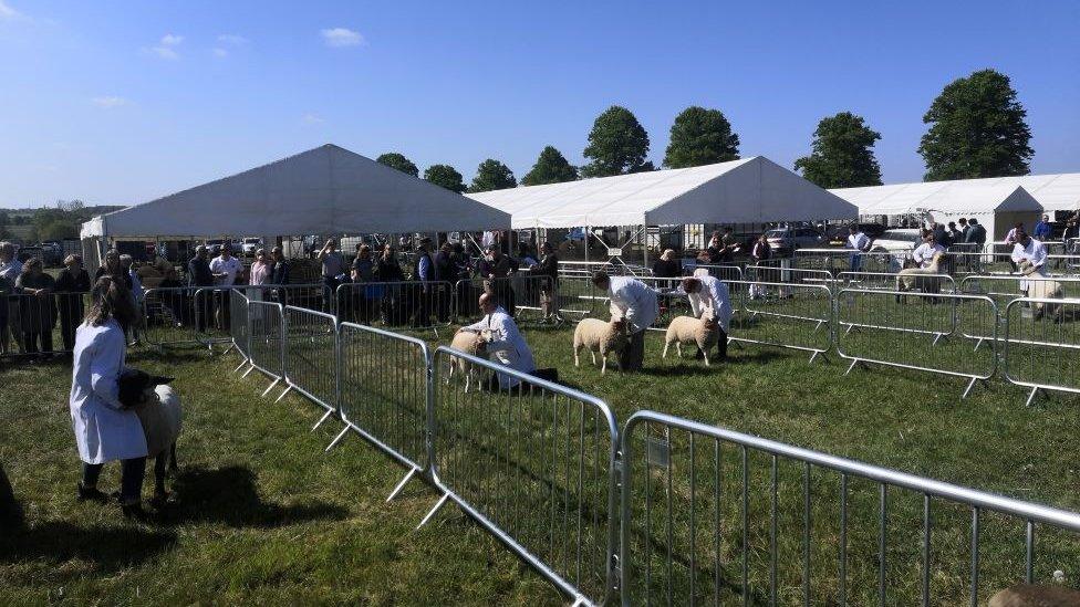 South suffolk show sheep in field