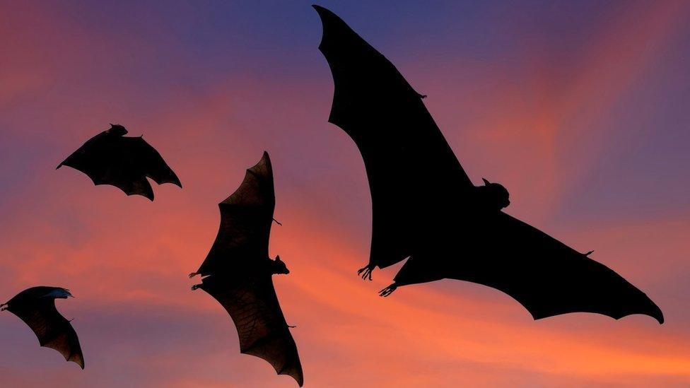 Bats