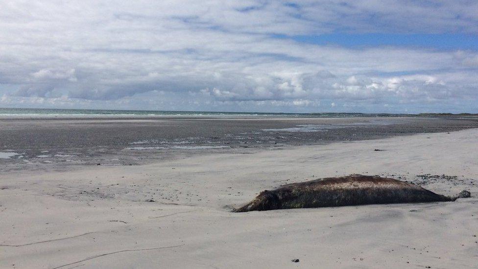 Dead Cuvier's beaked whale