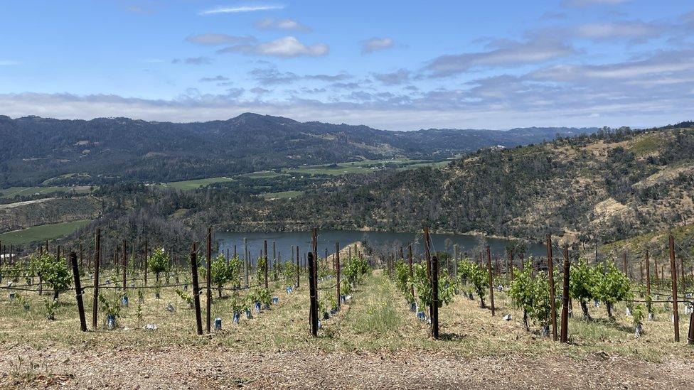 The view from Viader Vineyard and Winery