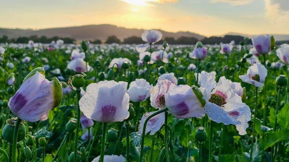 White poppies in a field