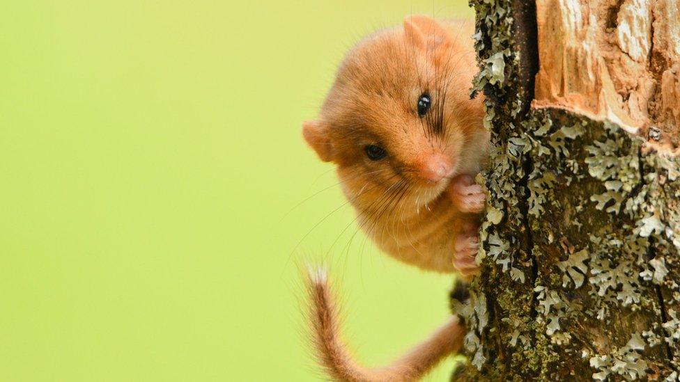 dormouse