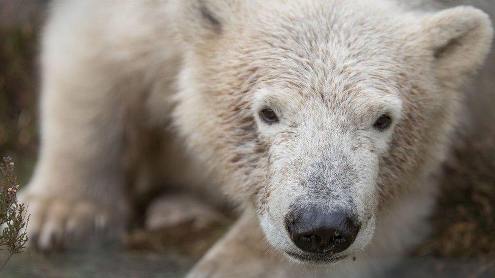 Polar bear cub Hamish