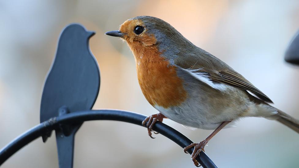 Robin in Guildford