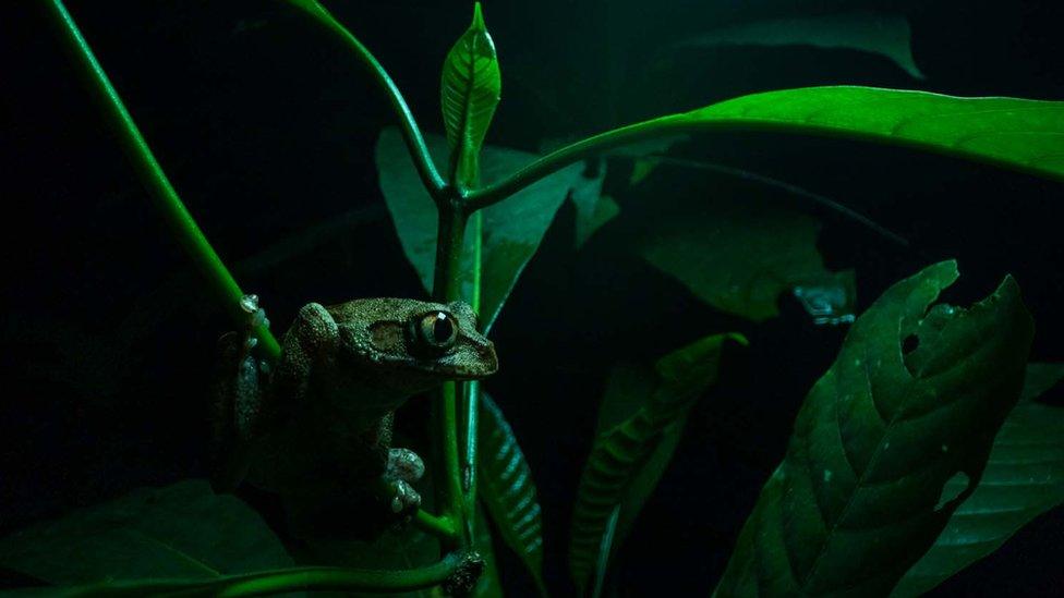 Tree-frog-in-green-leaves