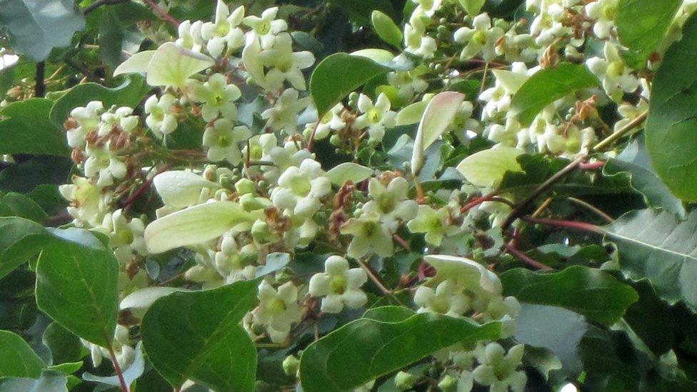 Emmenopterys henryi in flower at Cambridge Botanical Gardens in September 2012