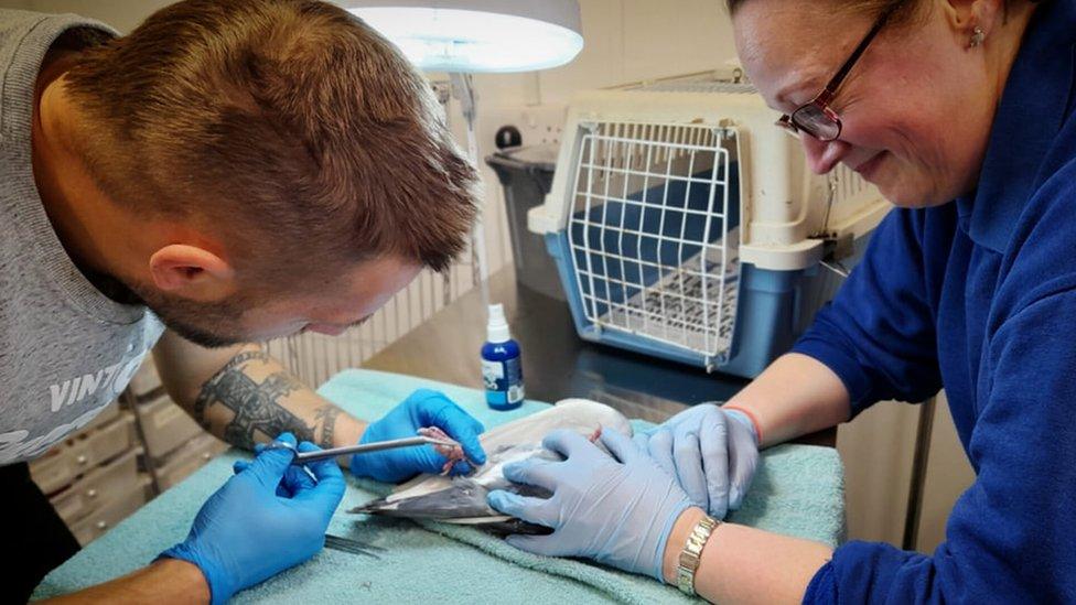 Volunteers treating an injured bird